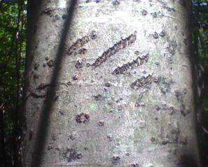 11825742_10205477620473503_4450377118236654907_n