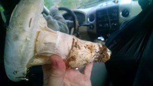 IMG_20151010_171211461