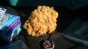 IMG_20151012_130047131