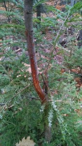 IMG_20151105_064556970