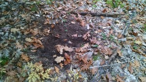 IMG_20151106_072633647