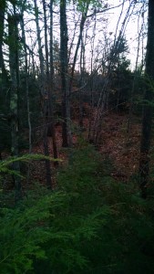 IMG_20151109_062327134