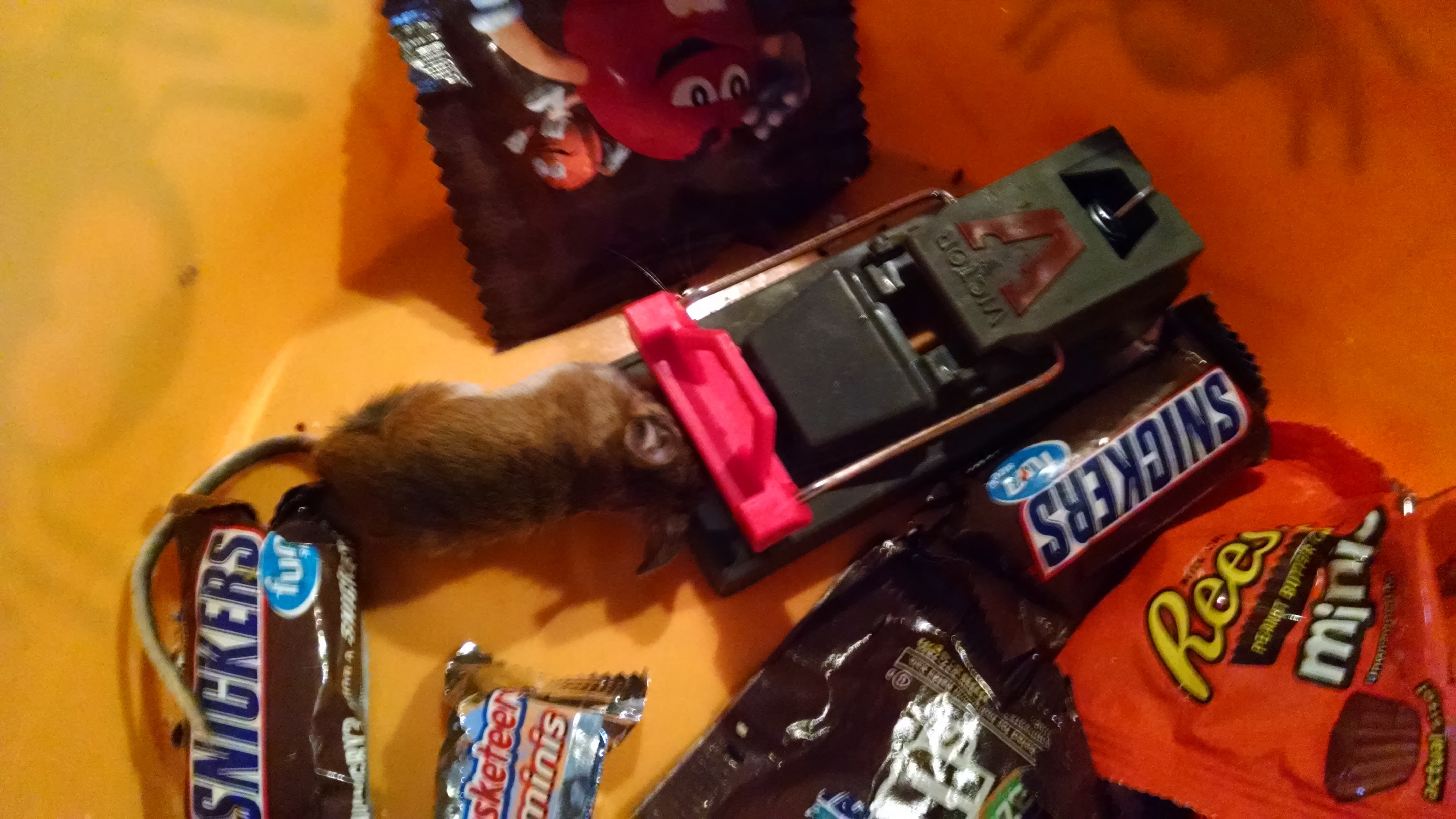 IMG_20151114_090718533