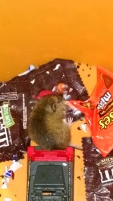 IMG_20151120_061523547