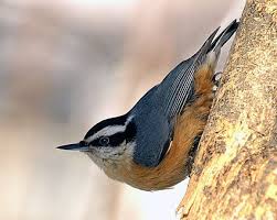 nuthatch