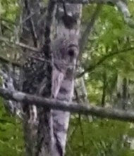 barred owl