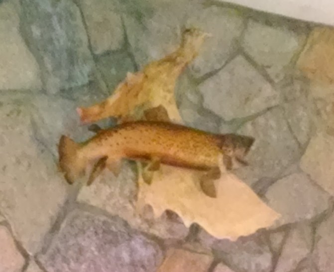 IMG_20151214_193956511A