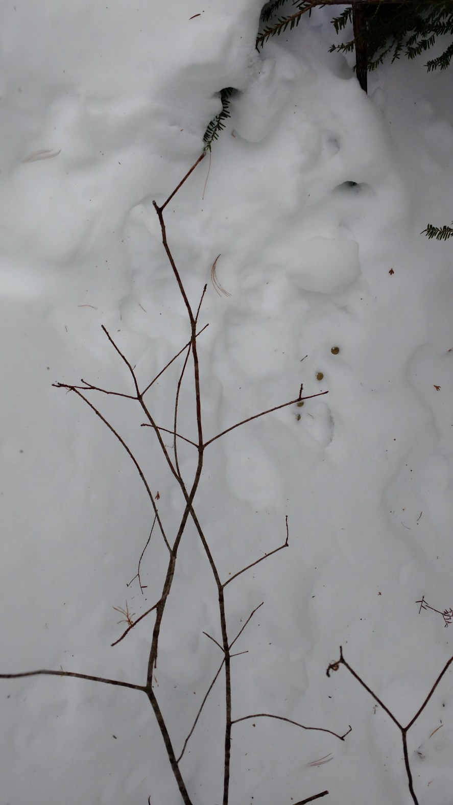 IMG_20160123_102447791_TOP