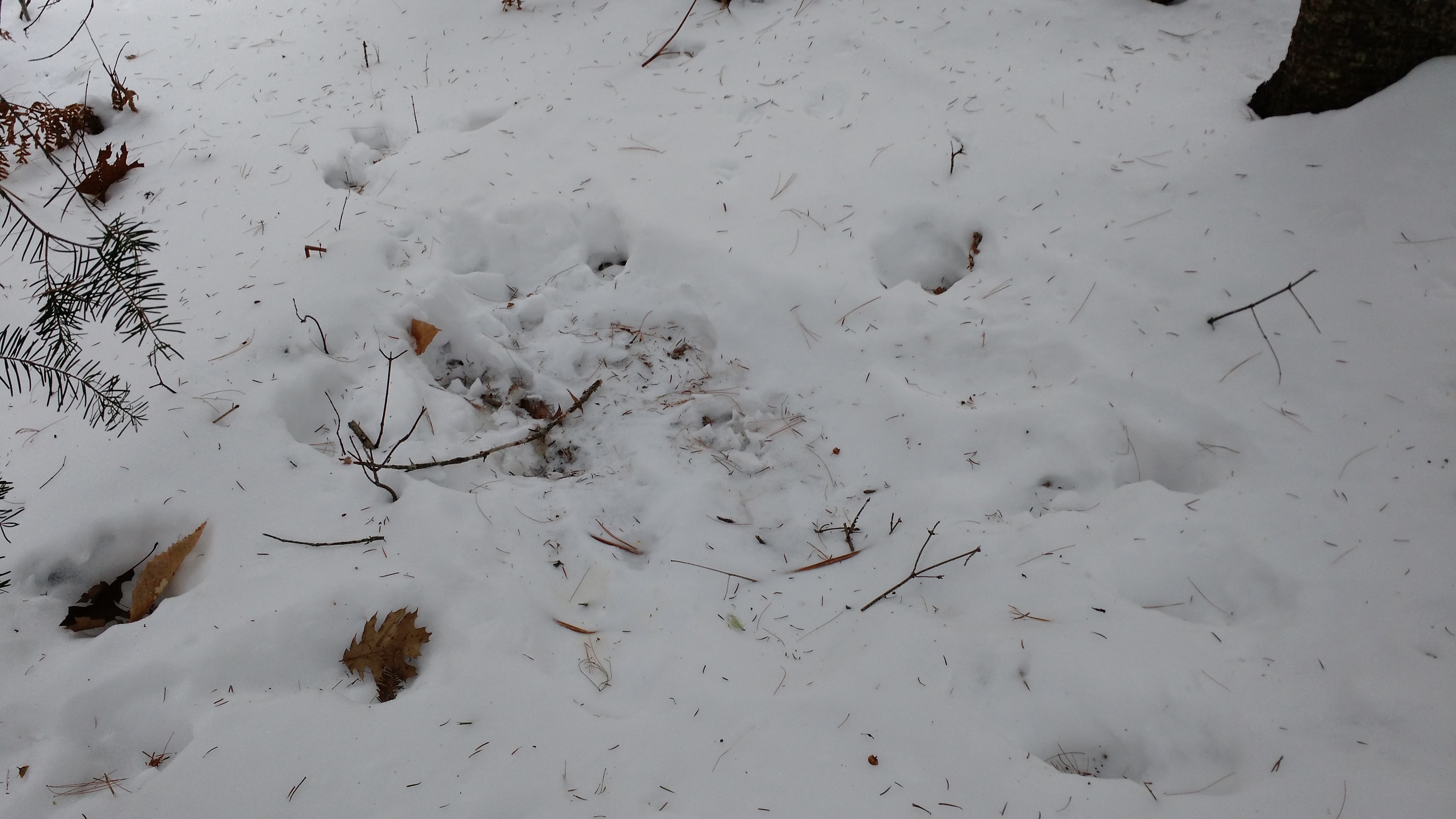 IMG_20160123_110754408