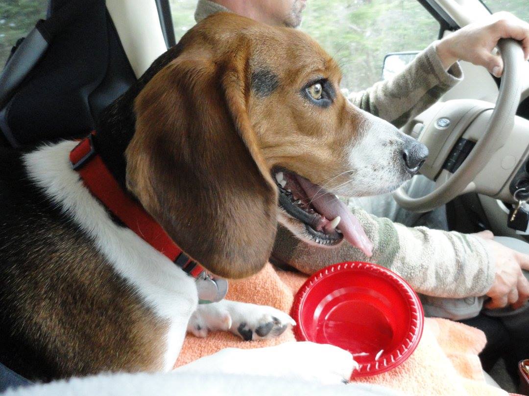 11053074_10204444226839308_2591495539161614368_o