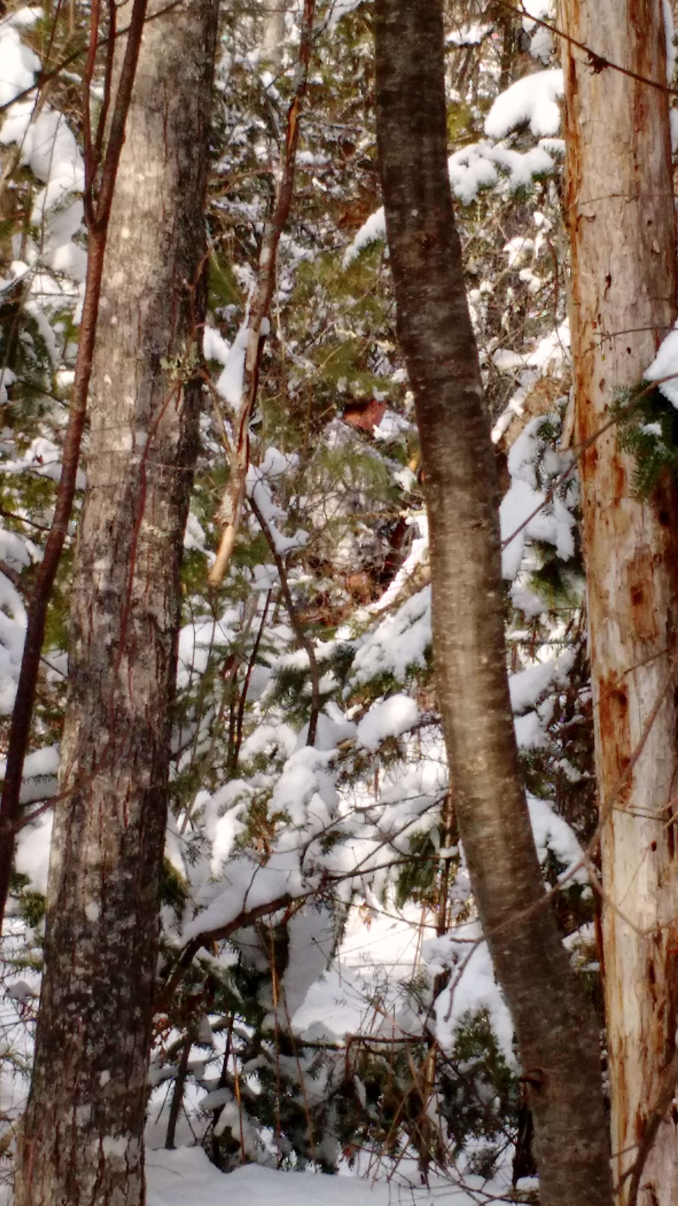 IMG_20160206_135323040 - Copy