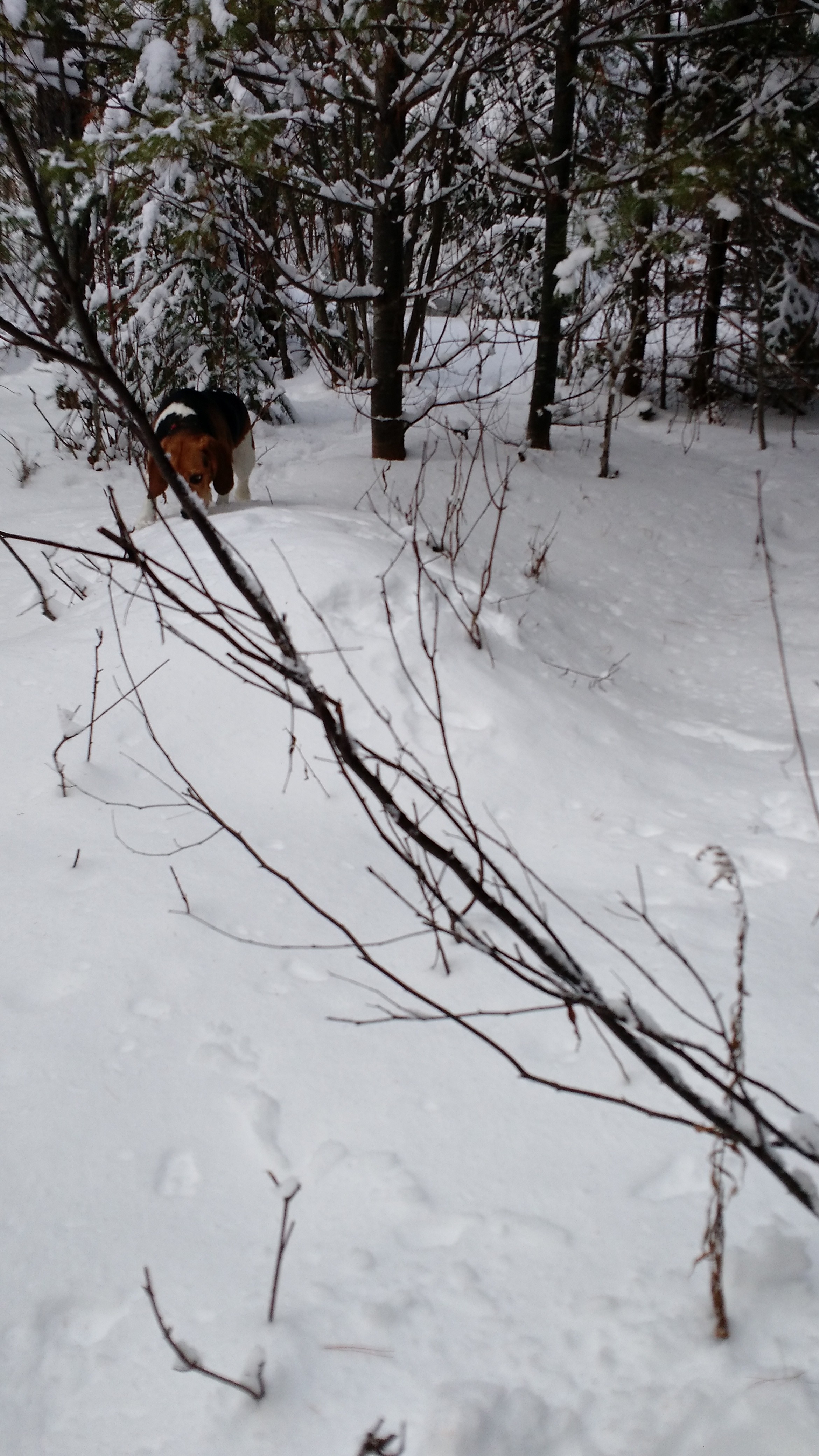 IMG_20160206_141812545