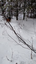 IMG_20160206_141812545