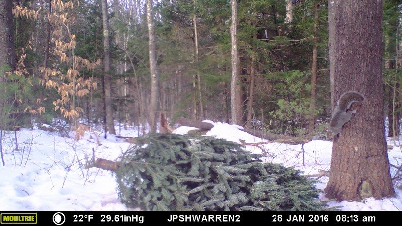 MOULTRIE DIGITAL GAME CAMERA