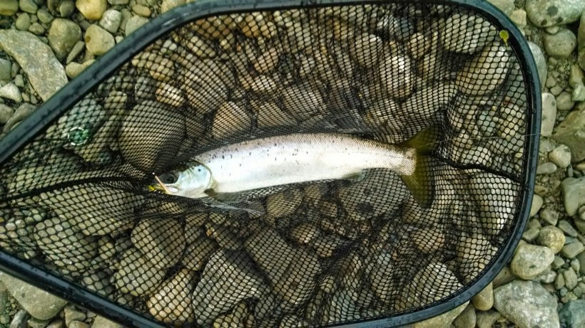 IMG_20150515_195348036