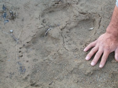 Bear prints