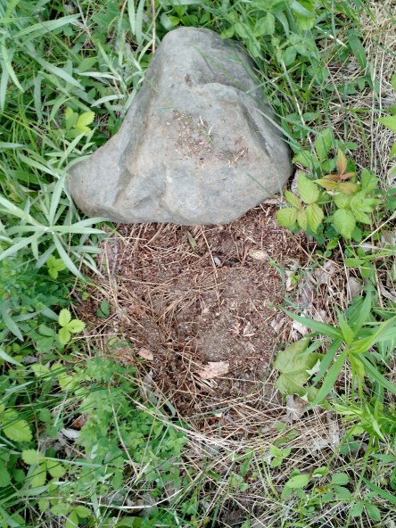 IMG_20160611_170246119