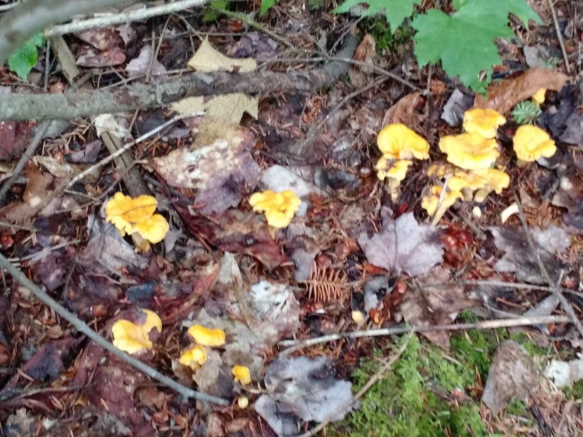 IMG_20160716_173758131