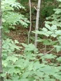 IMG_20160831_173851121