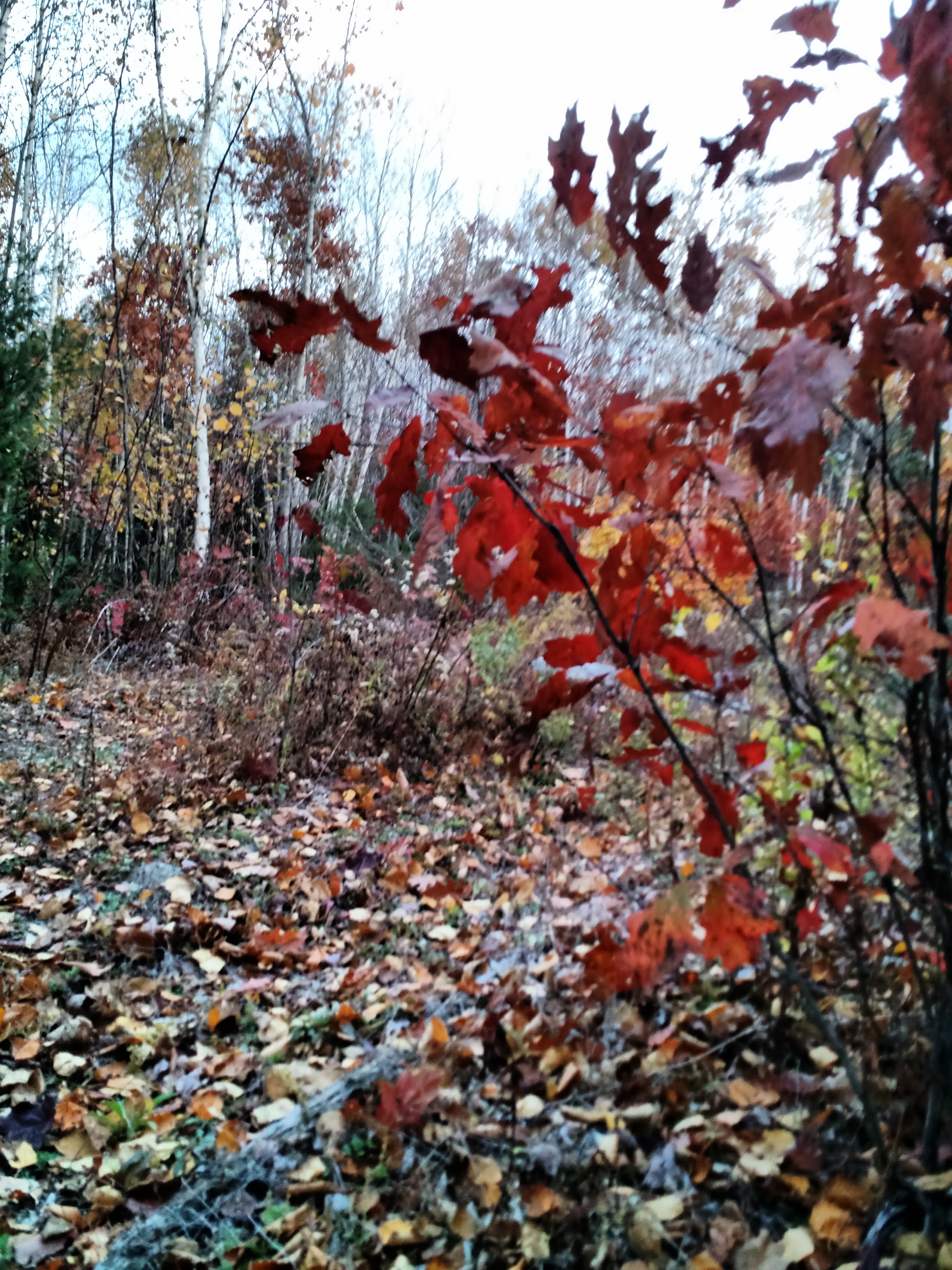 img_20161025_171214811