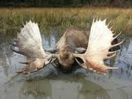 moose-antlers