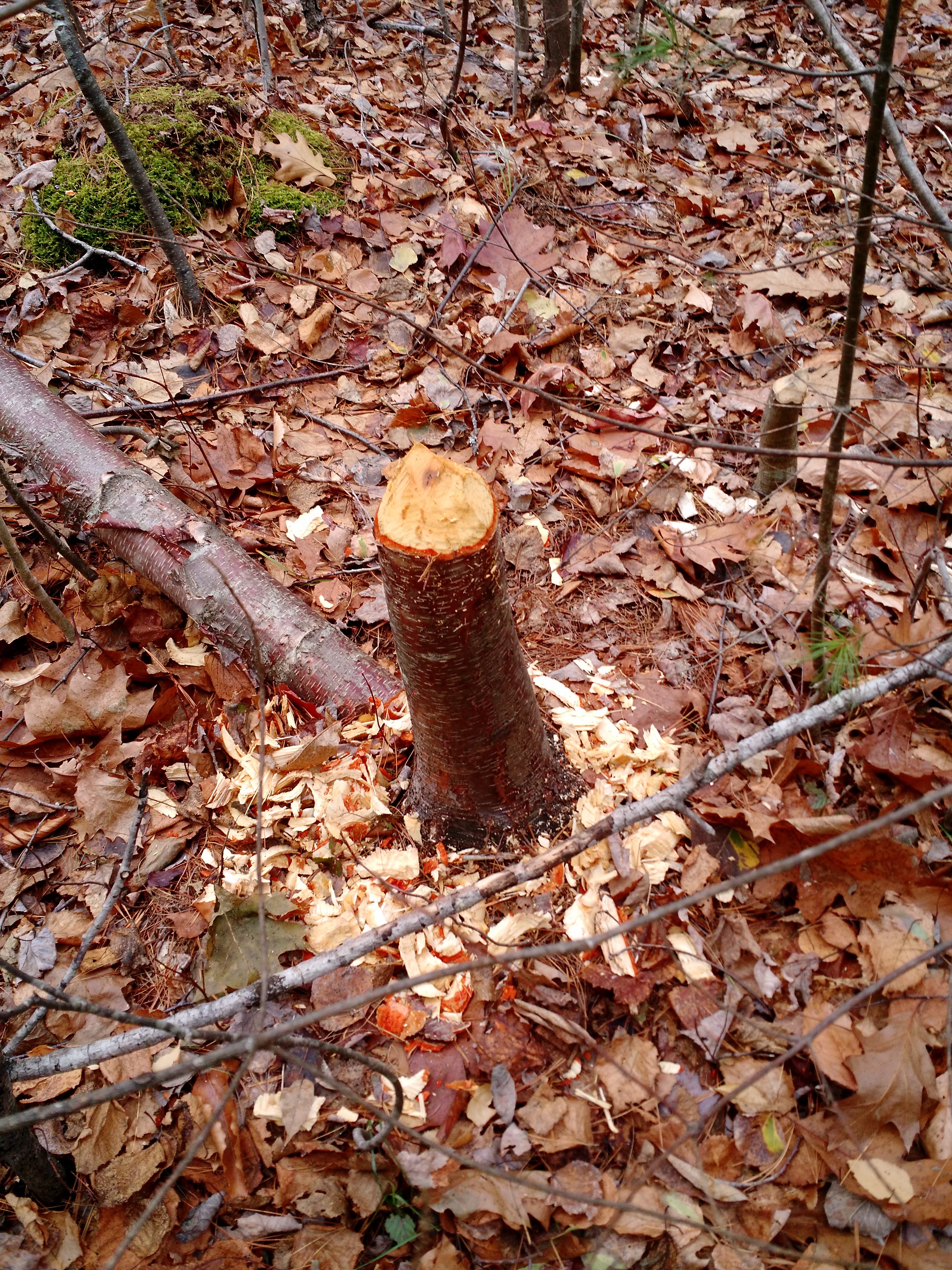 img_20161106_124644130