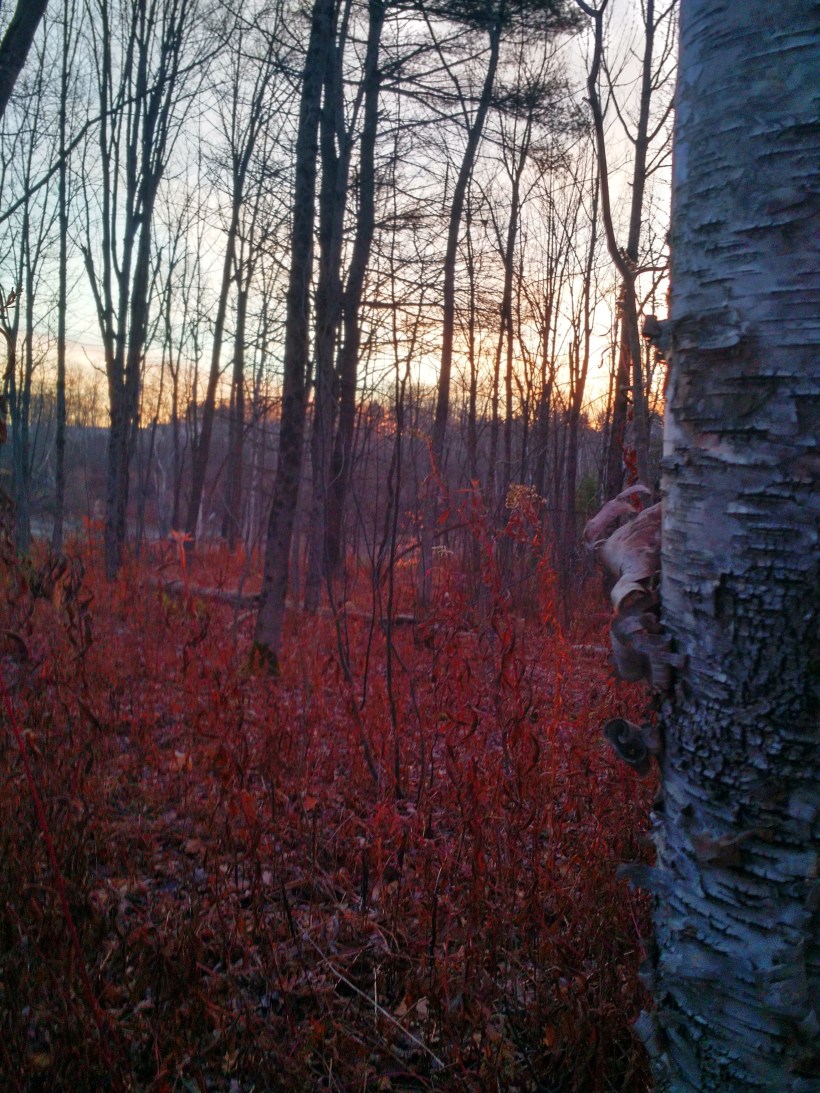 img_20161124_064018929_hdr