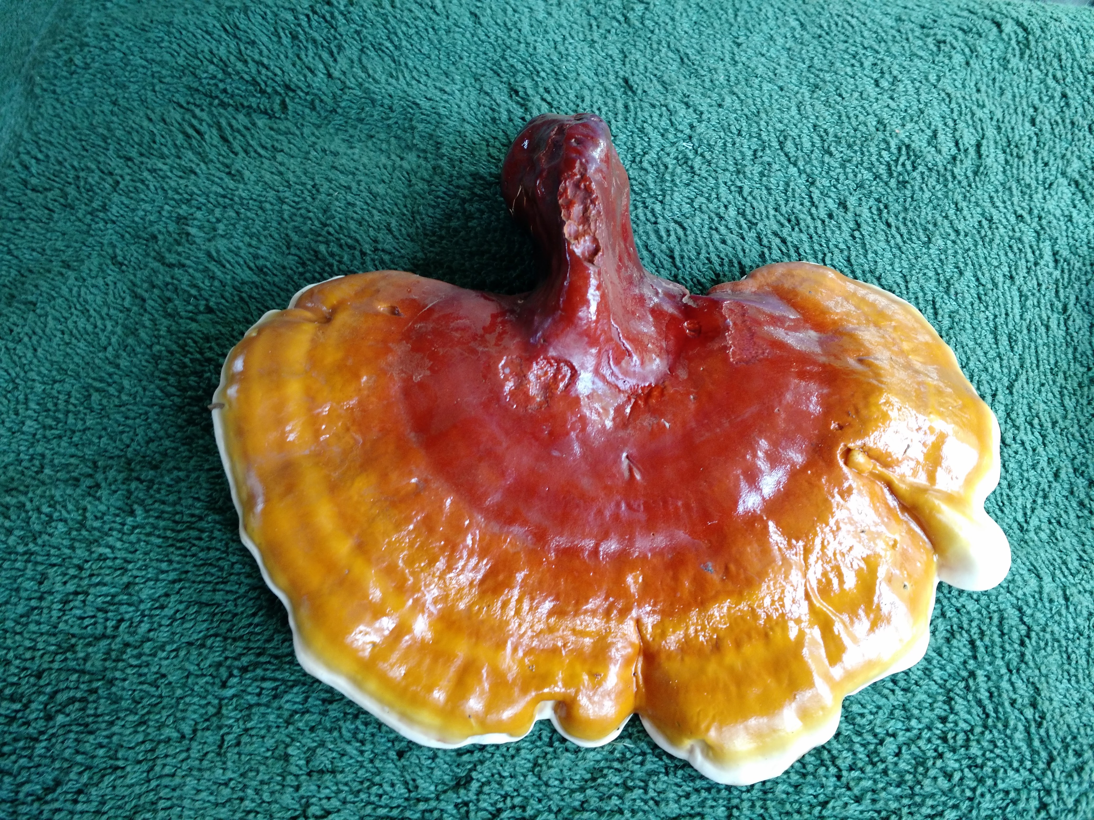 IMG_20160717_121857252