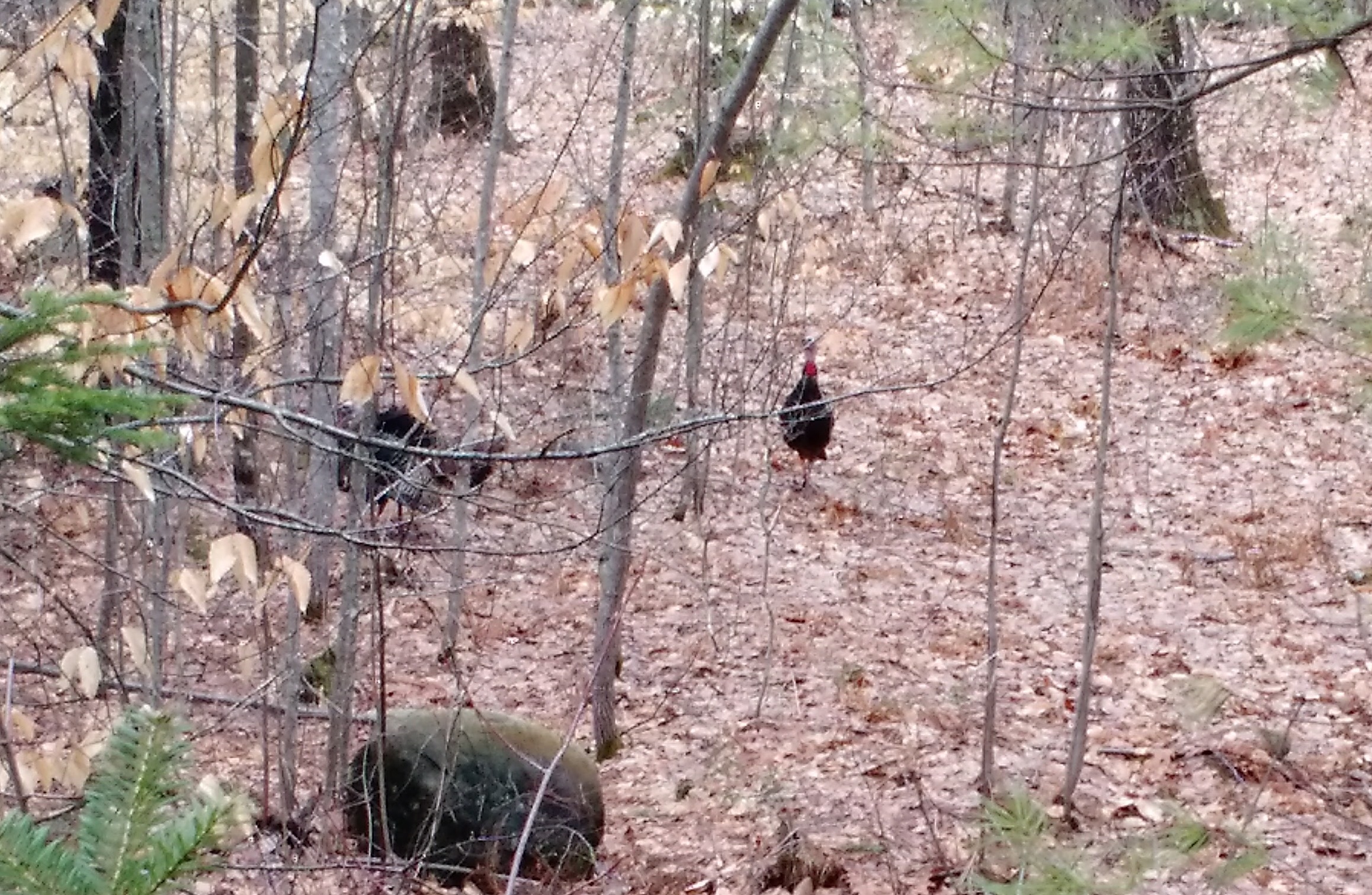 IMG_20170427_175220400