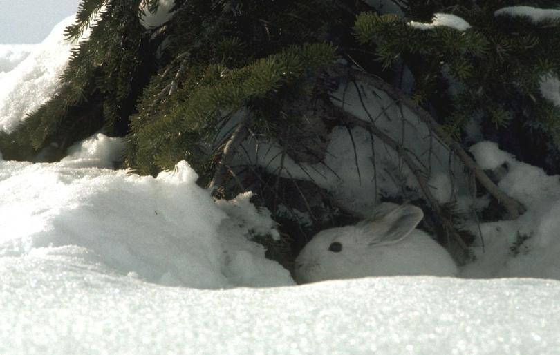 snowshoe_hare_in_winter_t810